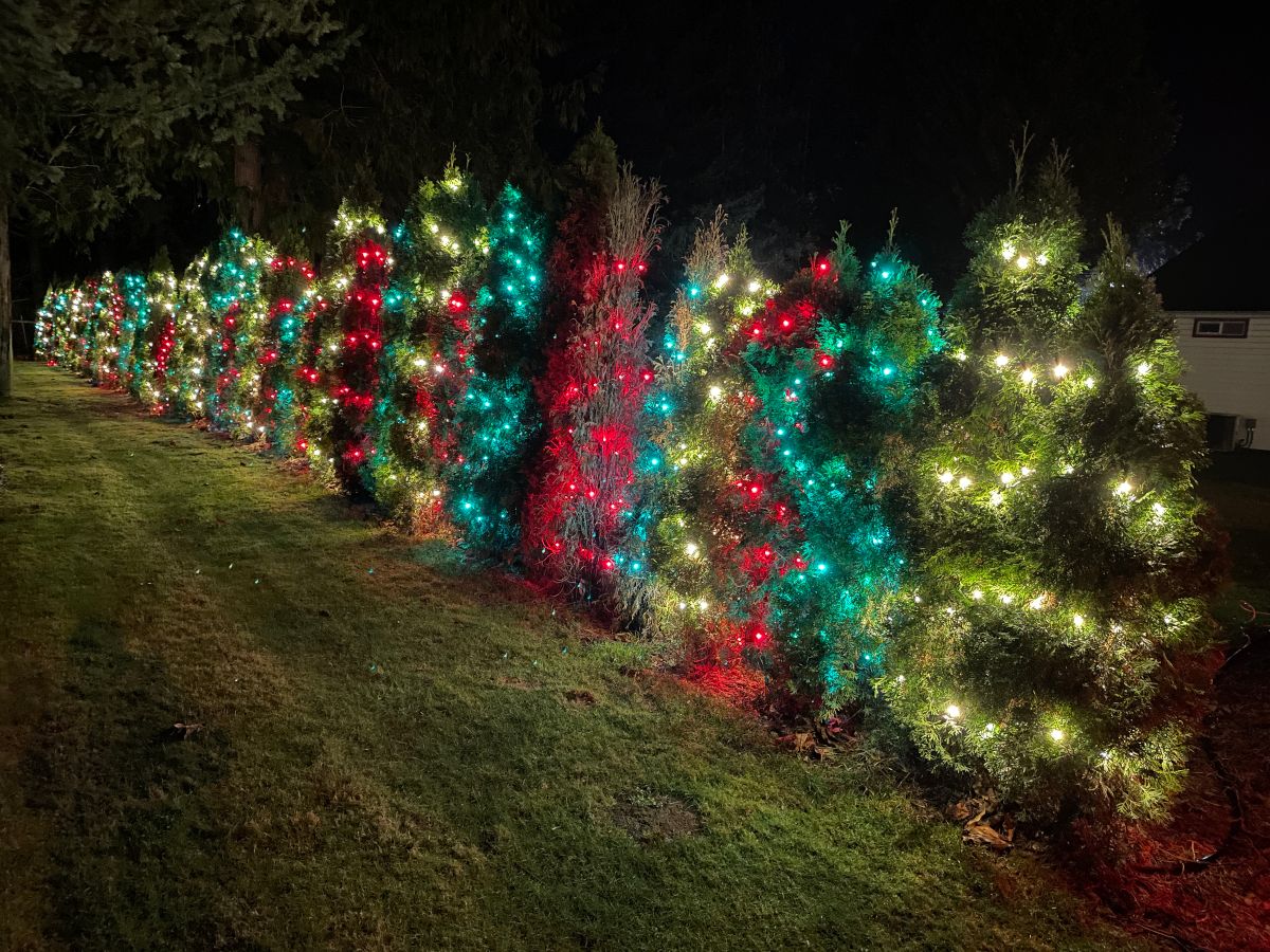 Christmas Lights Trees 2 1